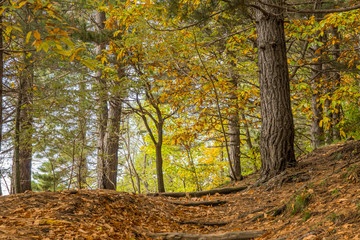 Obraz premium Autumn season on the Etna volcano