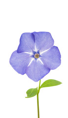 vinca flower isolated