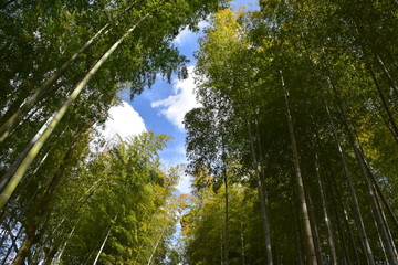 Fototapeta premium 竹林から見える青空