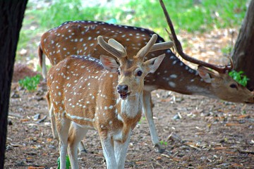 Deer in Nehru Zoological Park