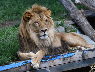 Lion