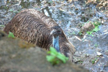 Ostrich in Nehru Zoo Park