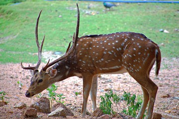 Deer in Nehru Zoological Park