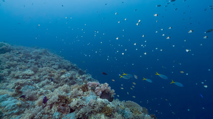 Fototapeta na wymiar Coral reef scene with fish