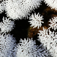 Coral slime mold