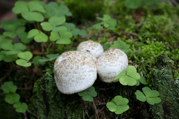 Train wrecker mushroom