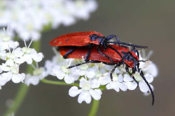 Red beetles mating