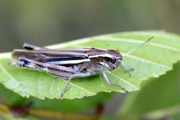 Marsh grasshopper