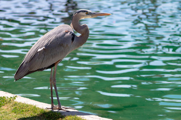 Great Blue Heron hunting for fish at the edge of the water. A large bird with gray, white and yellow markings. Maricopa County, Chandler, Arizona. Summer of 2018.