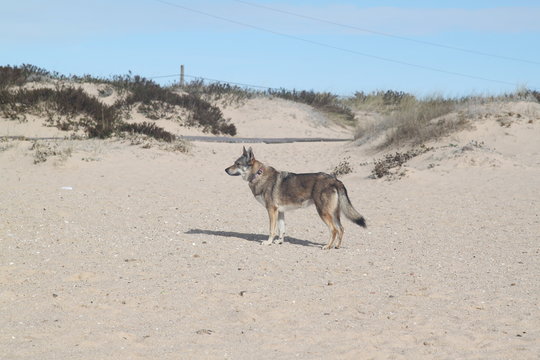 Cane Lupo Cecoslovacco