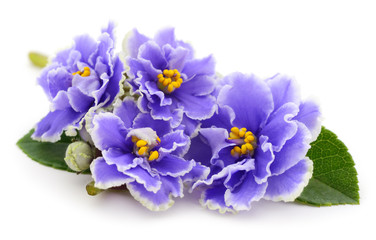 Obraz premium Violets beautiful flowers.