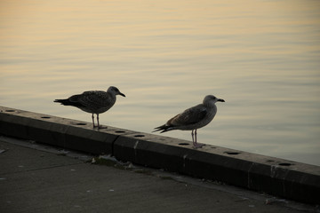 Seagull Picture