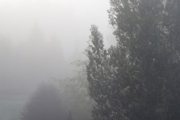 Fototapeta na wymiar Trees in the fog, copy space