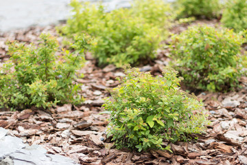 Row of green bushes on brown sliver in the garden