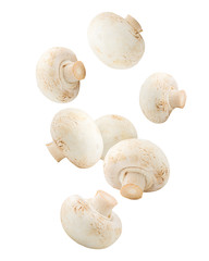 Falling mushroom, champignon, isolated on white background, clipping path, full depth of field