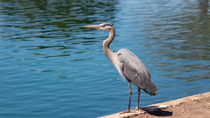 Great Blue Heron hunting for fish at the edge of the water. A large bird with gray, white and yellow markings. Maricopa County, Chandler, Arizona. Summer of 2018.