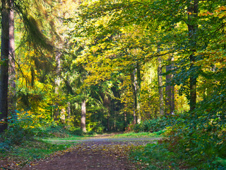 Fototapeta premium Wald im Herbst