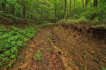 Fototapeta premium road in the forest