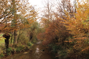 Fluss im Herbst - 231346802
