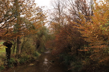Fluss im Herbst - 231346807
