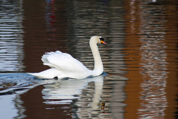 Fototapeta premium urban swan