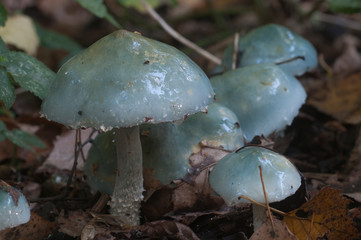 Stropharia caerulea mushrooms