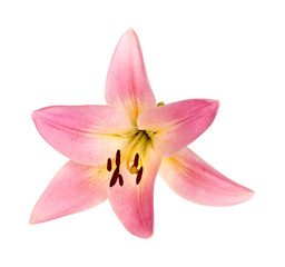 Single flower of a pink and yellow lily culivar isolated