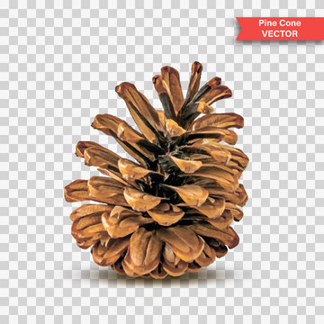 Single detailed pine cone isolated on transparent background. Object Decor for New Year and Christmas. Realistic Vector Illustration