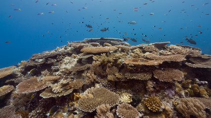 Coral reef and fish underwater scenery