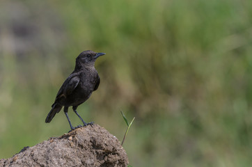 An Ashy Starling