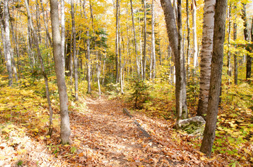Obraz premium Sentier en forêt à l'automne