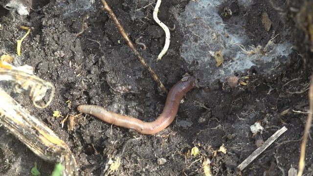 Earthworm earth worm crawling on rocks, macro, close-up insect, forest, meadow, garden, Lumbricus terrestris, common earhworm, Oligochaeta or Haplotaxida, Megadrilacea, Lumbricina Moniligastrida