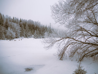 winter landscape with trees and snow