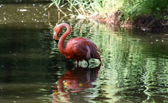 Flamand rose