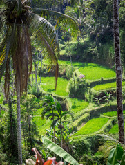 Rice terraces, Bali