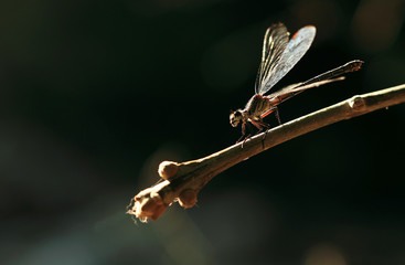 dragonfly on a branch