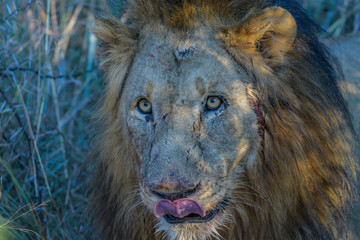 Killer Looks of Jungle King