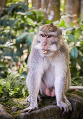 Long-tailed macaque on Bali island