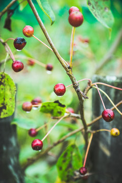 Wild apples (crab apples) on the tree. Selective focus. Shallow depth of field.