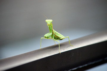 カマキリ１