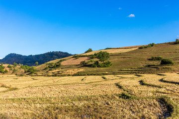 Fototapeta premium cultivated land fields landscaped near Kalaw Shan state in Myanmar (Burma)