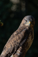 Common Buzzard Buteo buteo