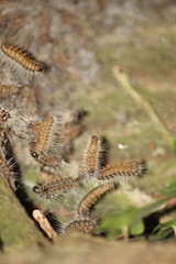 Eichenprozessionsspinner 02