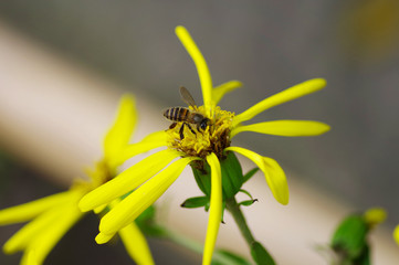 ツワブキに集る蜂