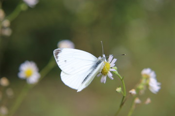 Pieridae - Piéride sur fleurs