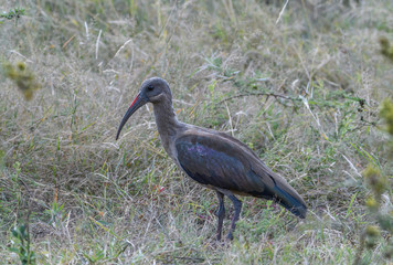 Hadada Ibis Portrati