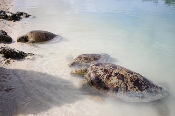 big turtles on the beach