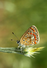 Plakat butterfly on leaf-2