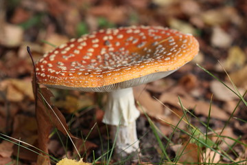 Amanite tue-mouche - Amanita muscaria. Fructification