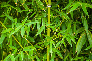 leaves and trunks of young bamboo on a dark background
